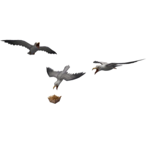 Seagull Swarm Cap